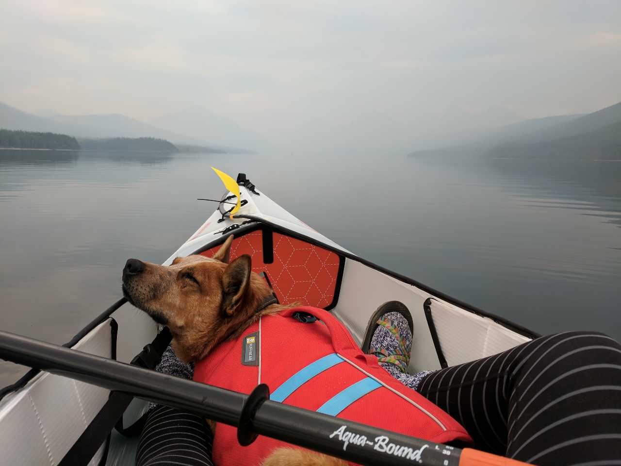 dog in lifejacket asleep on kayak